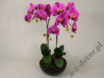 Phalaenopsis in pot 65cm [AZ01547]