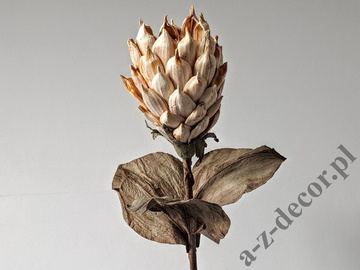 Protea Stem light cream 88cm [AZ01702]