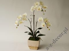 Phalaenopsis in pot 72cm [AZ02017]