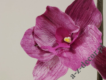 Plum phalennopsis 104cm [AZ01693]