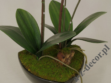 Orchidea w czarnej doniczce lawendowa 62cm [AZ01848]