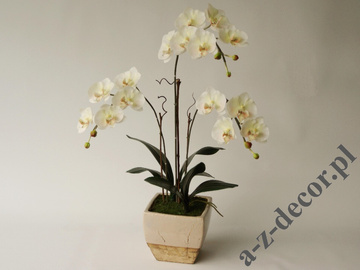 Phalaenopsis in pot 72cm [AZ02017]