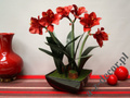 Amaryllis in black pot 45x75cm [AZ02015]