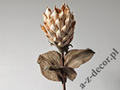 Sztuczna Protea jasno kremowa 88cm [AZ01702]