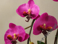 Orchidea w czarnej doniczce lawendowa 62cm [AZ01848]