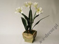 Amarylis w doniczce 86cm [AZ02024]