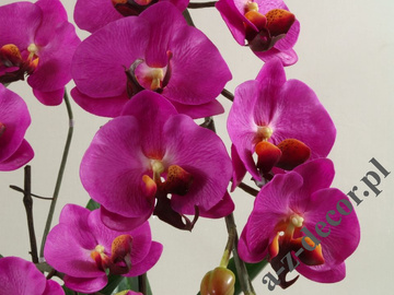 Sztuczna orchidea w doniczce 66cm [AZ01143]