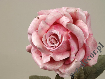 Róża antyczna 59cm [AZ01705]
