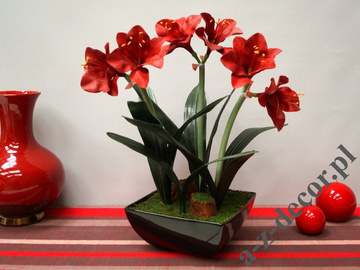 Amaryllis in black pot 45x75cm [AZ02015]