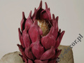 Protea bordowa 88cm [AZ01701]