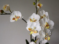 Sztuczna biała orchidea w doniczce 77cm [AZ00326]