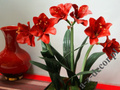 Amaryllis in black pot 45x75cm [AZ02015]