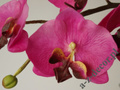 Artificial phalaenopsis in pot 77cm [AZ02019]