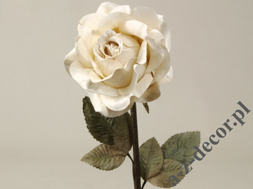 Róża kremowa 59cm [AZ01165]
