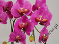 Sztuczna orchidea w doniczce 65cm [AZ01547]