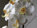 Sztuczna biała orchidea w doniczce 77cm [AZ00326]