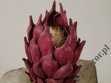 Protea bordowa 88cm [AZ01701]