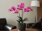 Sztuczna amarantowa orchidea w doniczce 77cm [AZ02019]