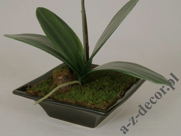 Sztuczna biała orchidea w doniczce 50cm [AZ01549]
