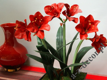 Amaryllis in black pot 45x75cm [AZ02015]