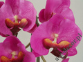 Sztuczna orchidea w doniczce 65cm [AZ01547]