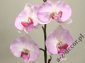 Sztuczna orchidea w doniczce różowa 55cm [AZ01855]