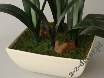 Amaryllis in white pot 45x75cm [AZ02016]