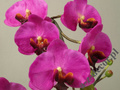 Phalaenopsis in black pot 62cm [AZ01848]