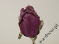 Róża bordowa 63cm [AZ01679]