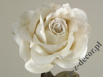 White antique rose 59cm [AZ01165]