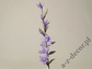 Lilia filoletowa 101cm [AZ01697]