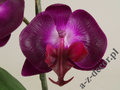 Sztuczna orchidea w białym kubku 36cm [AZ01139]