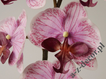 Orchidea w doniczce lawendowa 50cm [AZ02018]