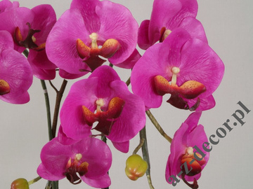 Phalaenopsis in pot 65cm [AZ01547]