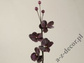 Phalennopsis 105cm [AZ01694]