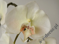 Cytrynowa orchidea w doniczce 72cm [AZ02017]