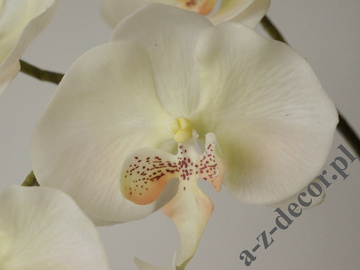 Phalaenopsis in pot 72cm [AZ02017]