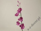 Plum phalennopsis 104cm [AZ01693]