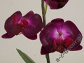 Sztuczna orchidea w białym kubku 36cm [AZ01139]