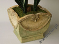 Amarylis w doniczce 86cm [AZ02024]