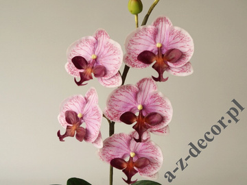 Orchidea w doniczce lawendowa 50cm [AZ02018]