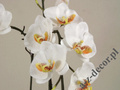 Artificial orchid spray in pot 77cm [AZ00326]