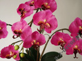 Artificial phalaenopsis in pot 77cm [AZ02019]