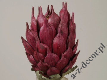 Protea bordowa 88cm [AZ01701]