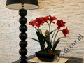 Amaryllis in black pot 45x75cm [AZ02015]