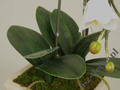 Artificial orchid spray in pot 77cm [AZ00326]