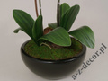 Sztuczna orchidea w doniczce 65cm [AZ01547]
