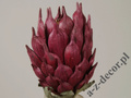 Protea bordowa 88cm [AZ01701]
