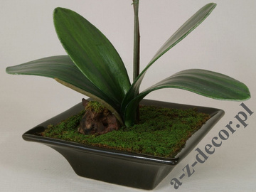 Orange phalaenopsis in pot 50cm [AZ01548]