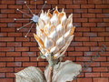 Sztuczna Protea jasno kremowa 88cm [AZ01702]